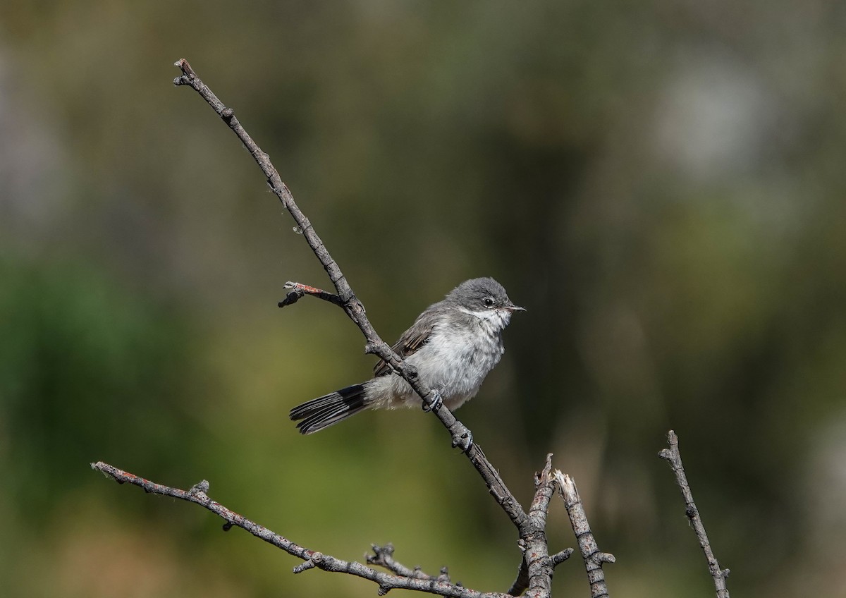 Curruca Zarcerilla - ML620299639