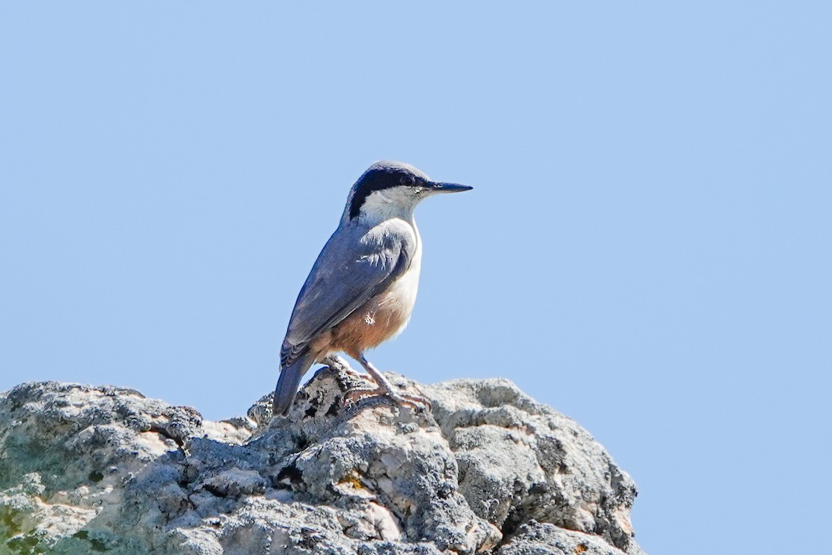 Eastern Rock Nuthatch - ML620299641