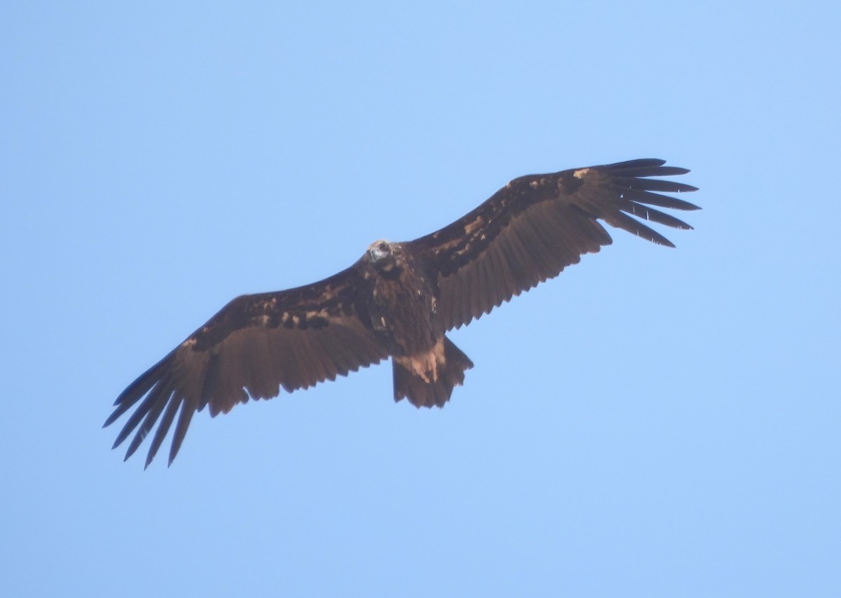 Cinereous Vulture - ML620299642