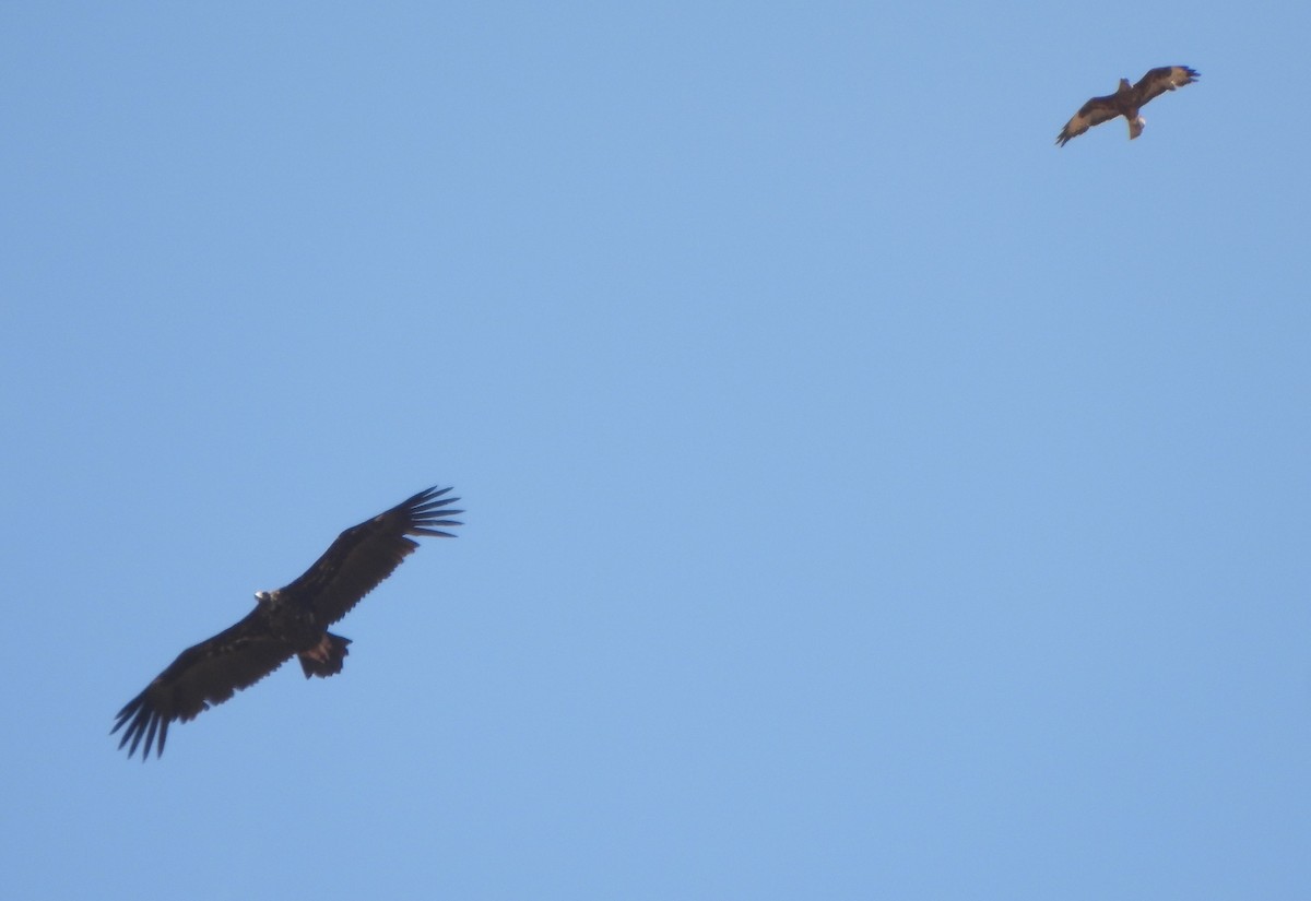 Cinereous Vulture - ML620299643