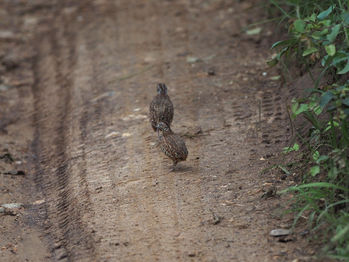 Barred Buttonquail - ML620299644