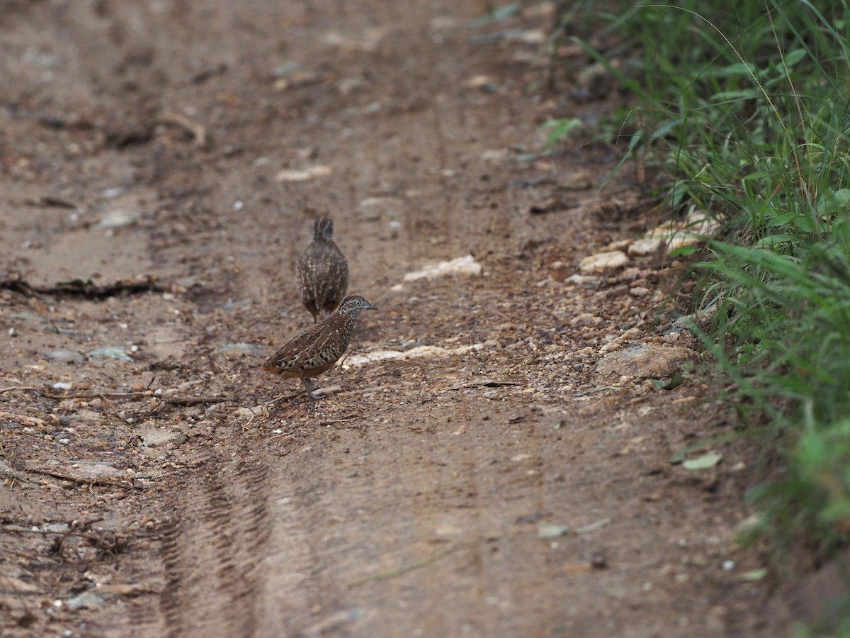 Barred Buttonquail - ML620299645