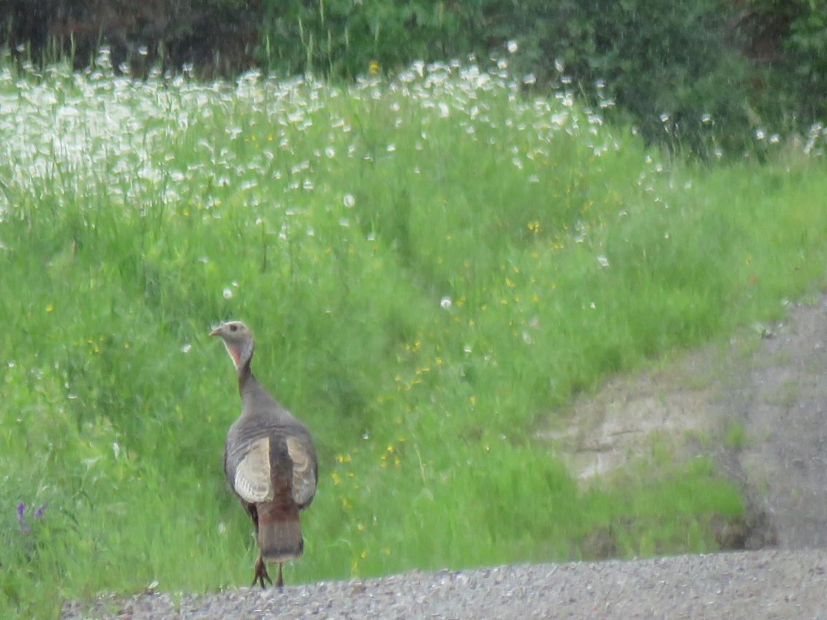 Guajolote Gallipavo - ML620299647