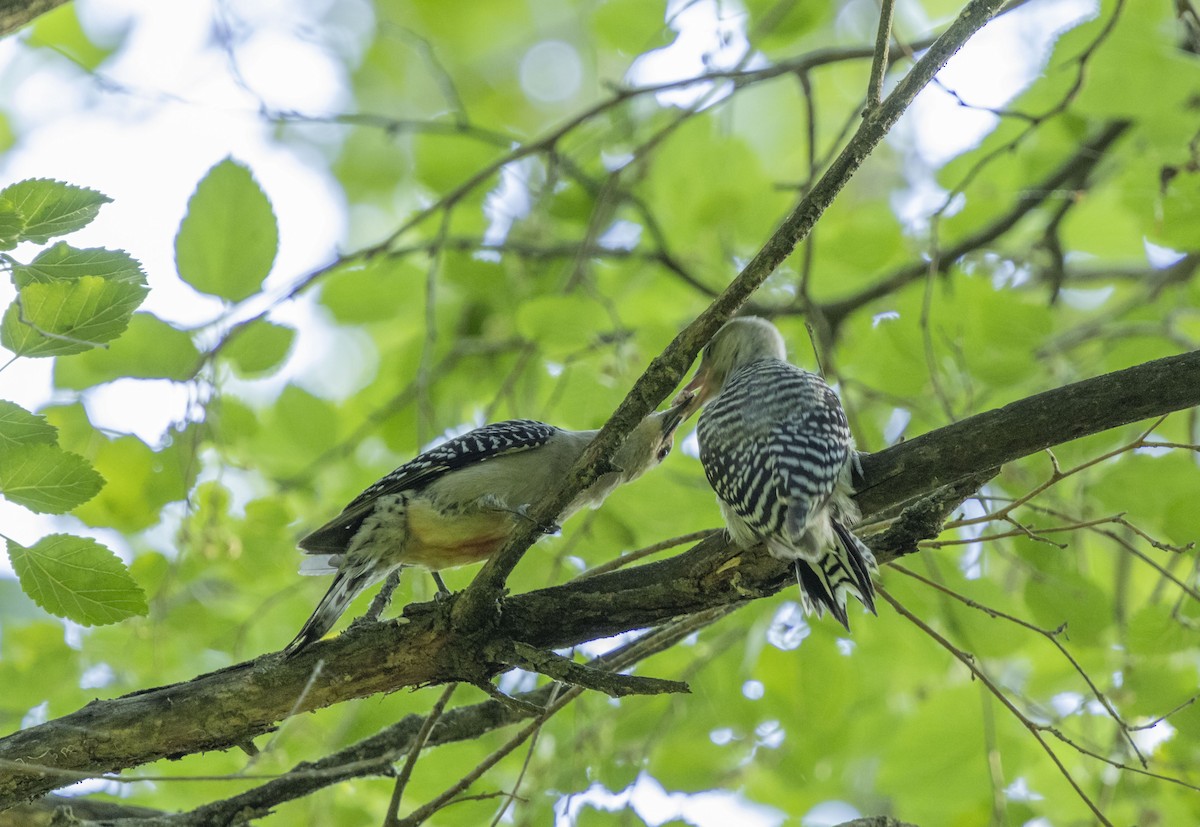 Red-bellied Woodpecker - ML620299652