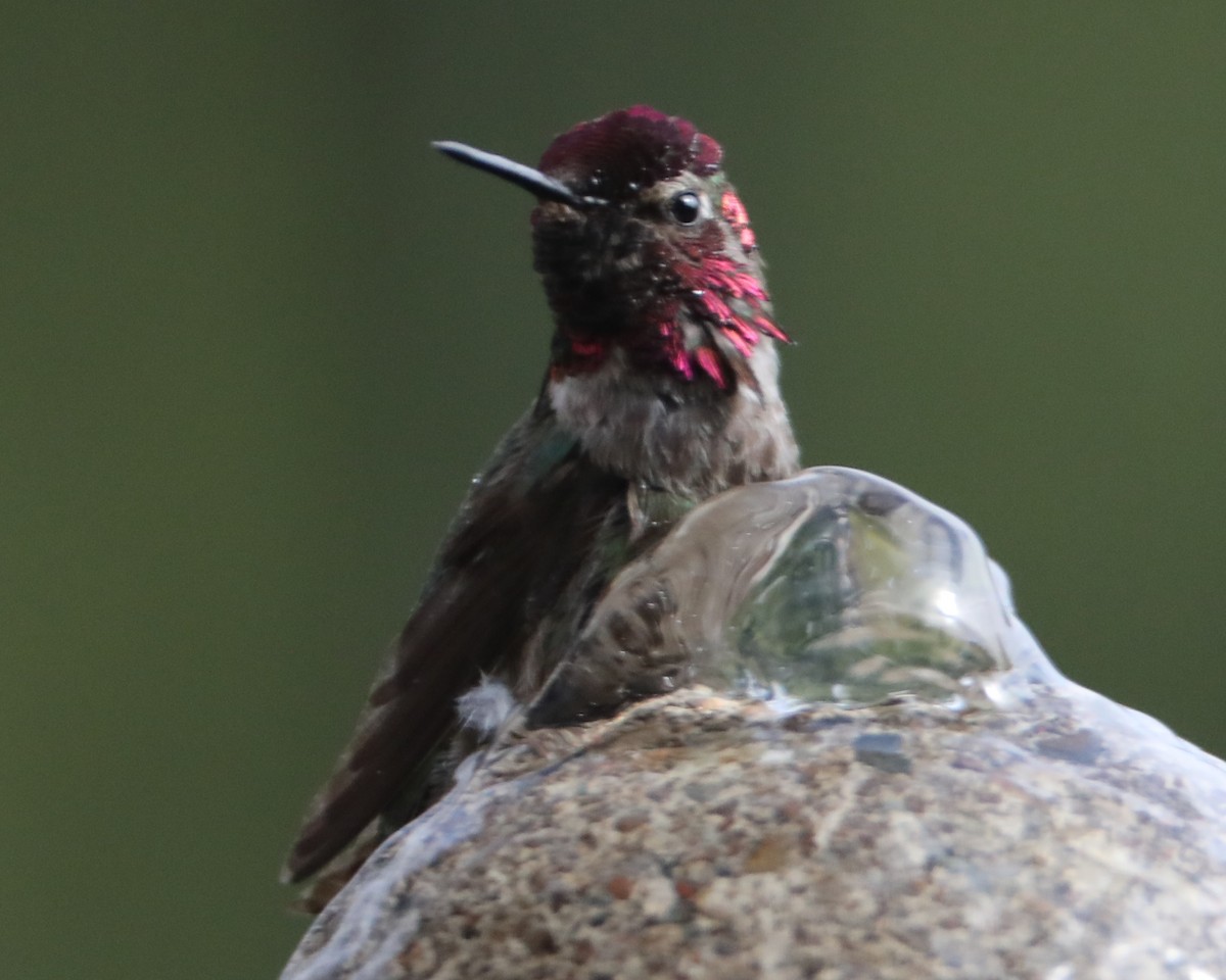 Anna's Hummingbird - ML620299657