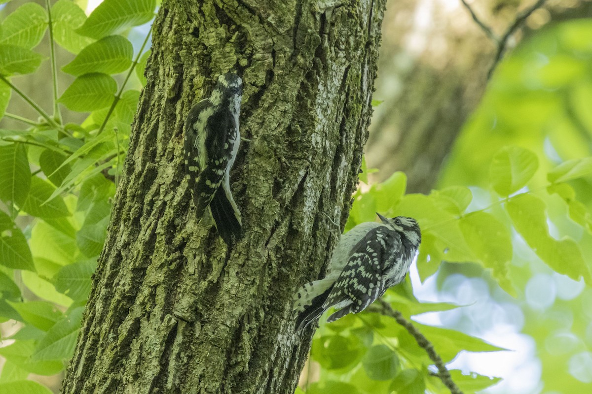 Downy Woodpecker - ML620299660