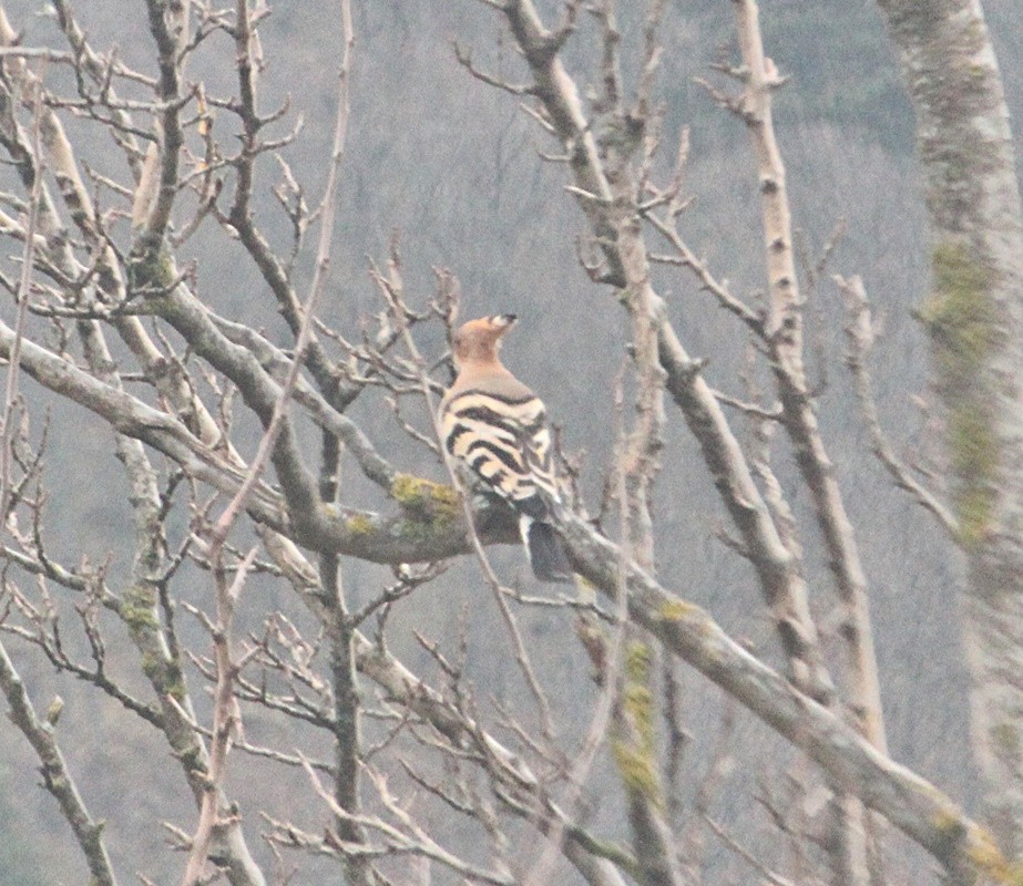 Eurasian Hoopoe - ML620299663