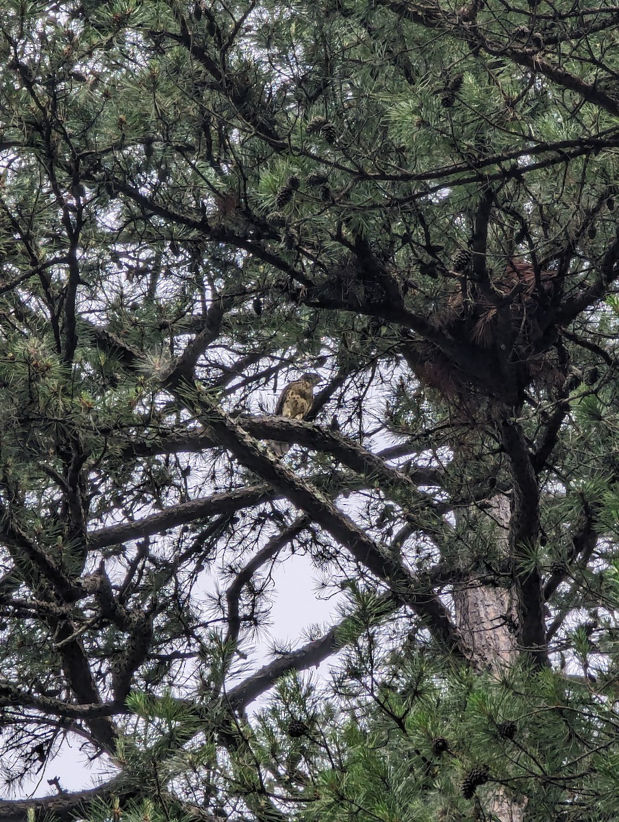 Red-shouldered Hawk - ML620299664