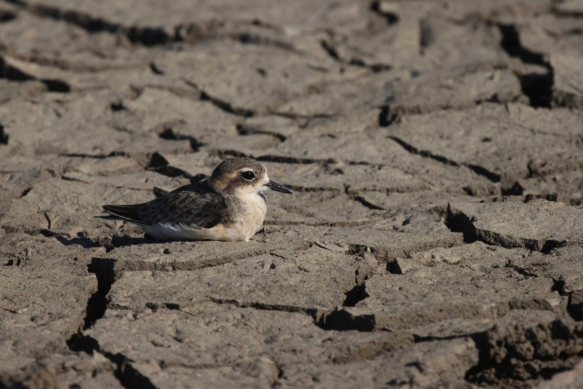 Kittlitz's Plover - ML620299665