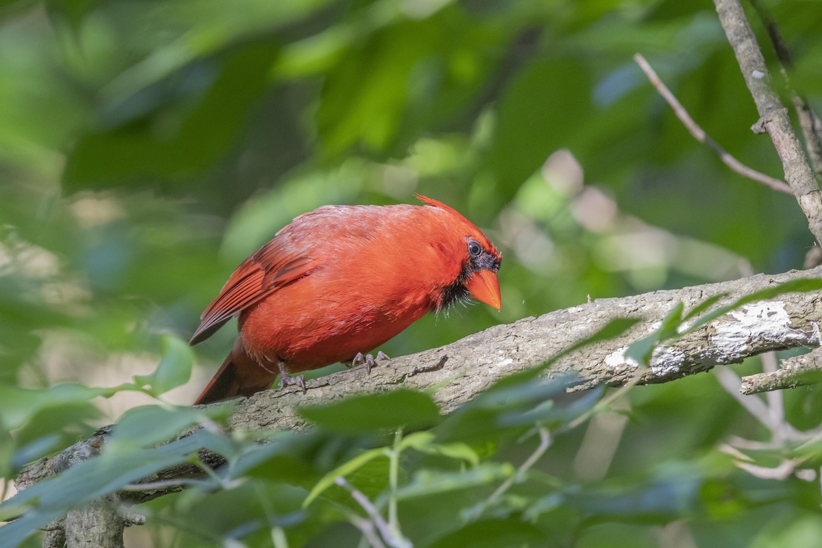 Cardinal rouge - ML620299666