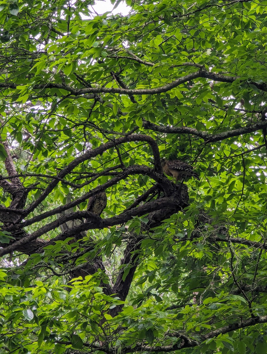 Red-shouldered Hawk - ML620299671