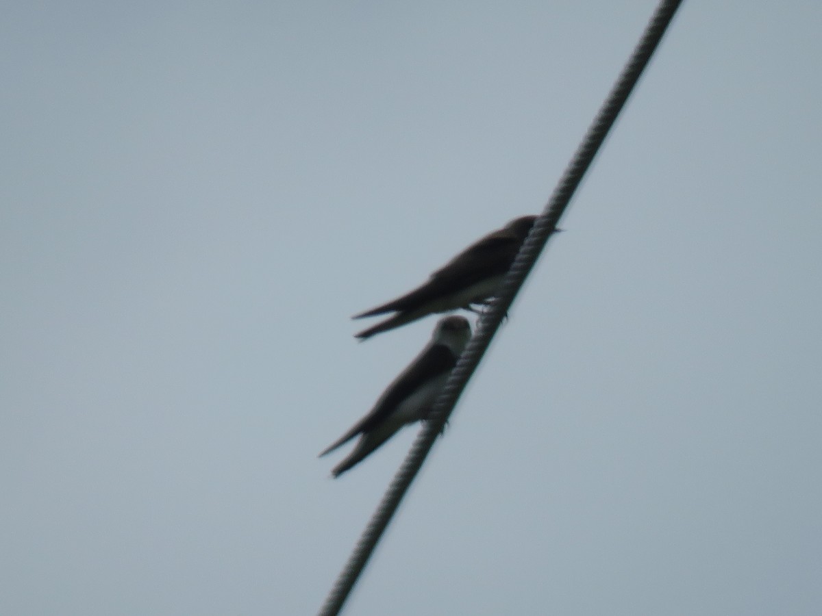 Bank Swallow - ML620299672