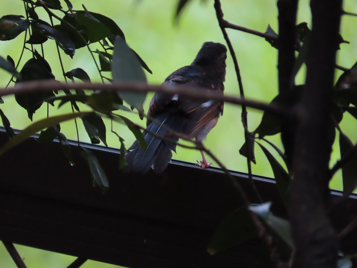 White-rumped Shama - ML620299676