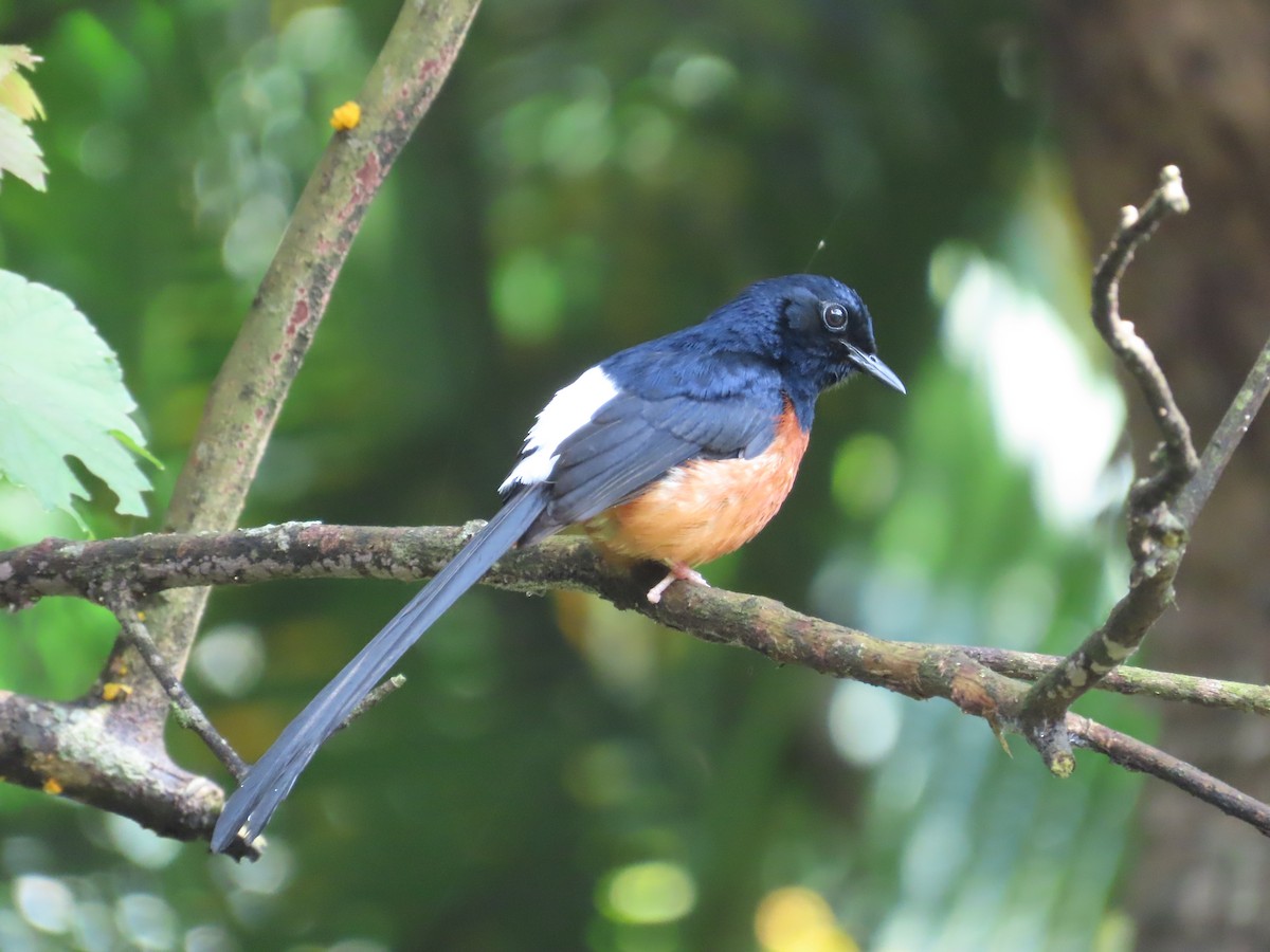 White-rumped Shama - ML620299677