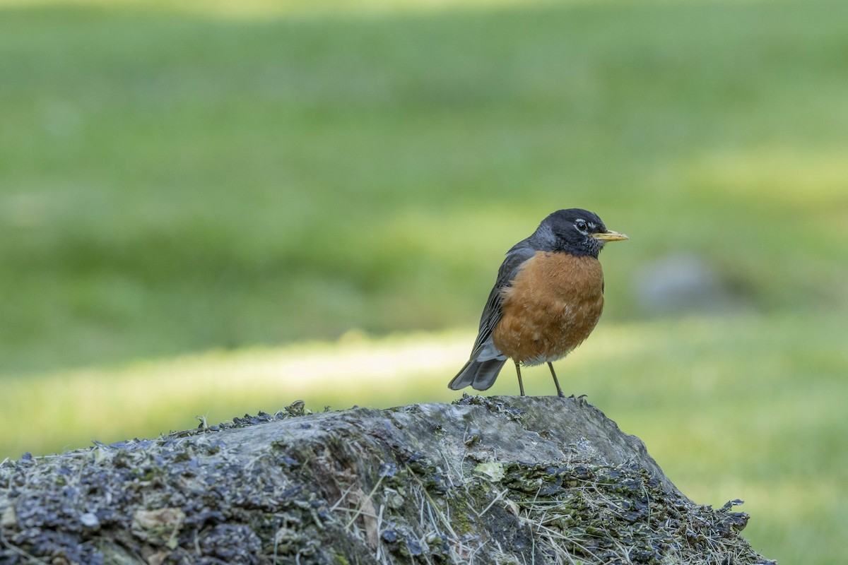 American Robin - ML620299679