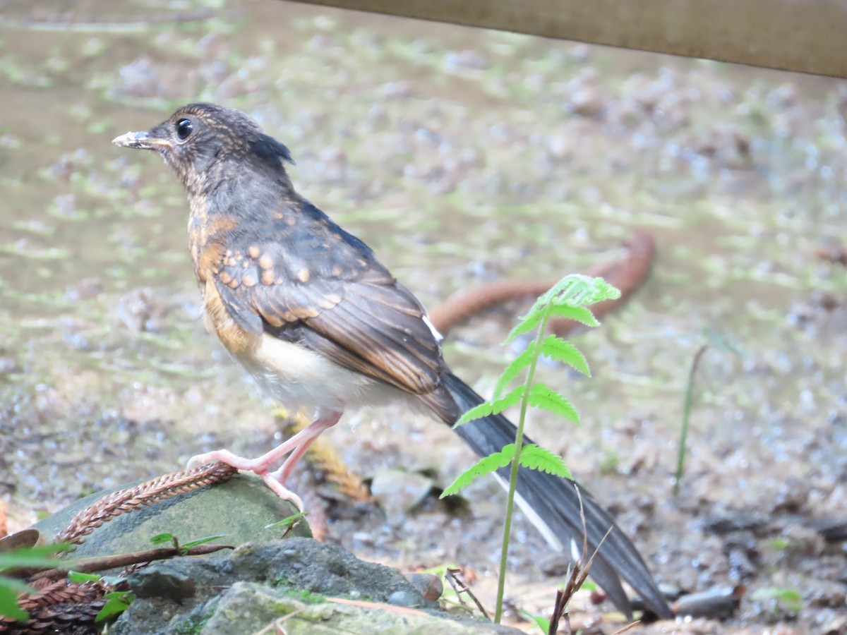 White-rumped Shama - ML620299680