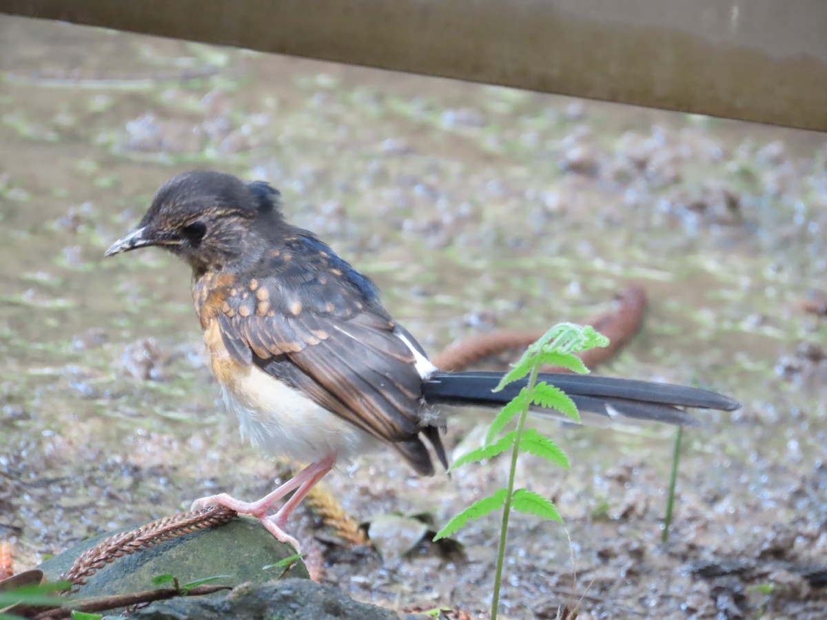 White-rumped Shama - ML620299684