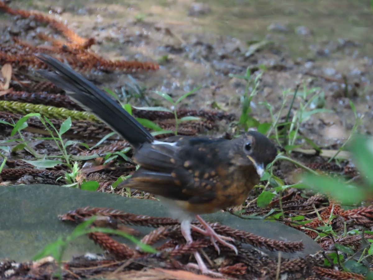 White-rumped Shama - ML620299685