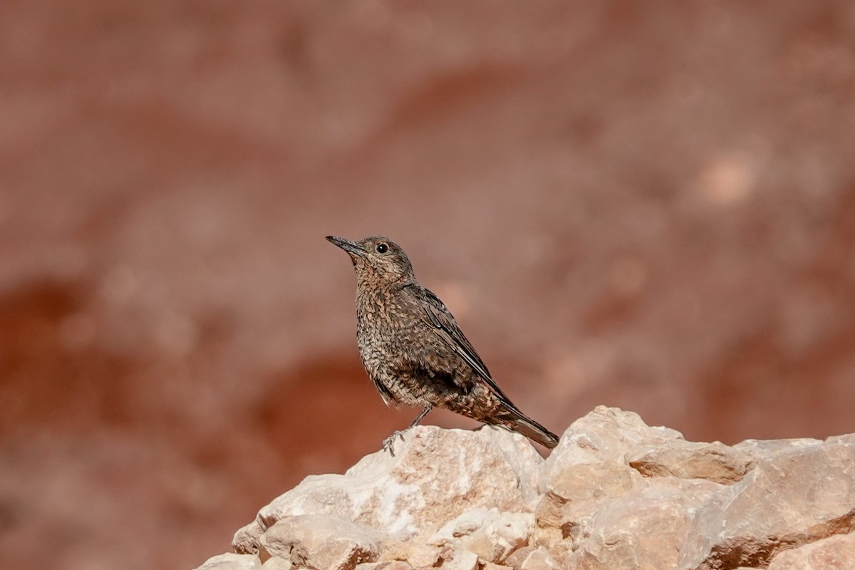 Blue Rock-Thrush - ML620299691