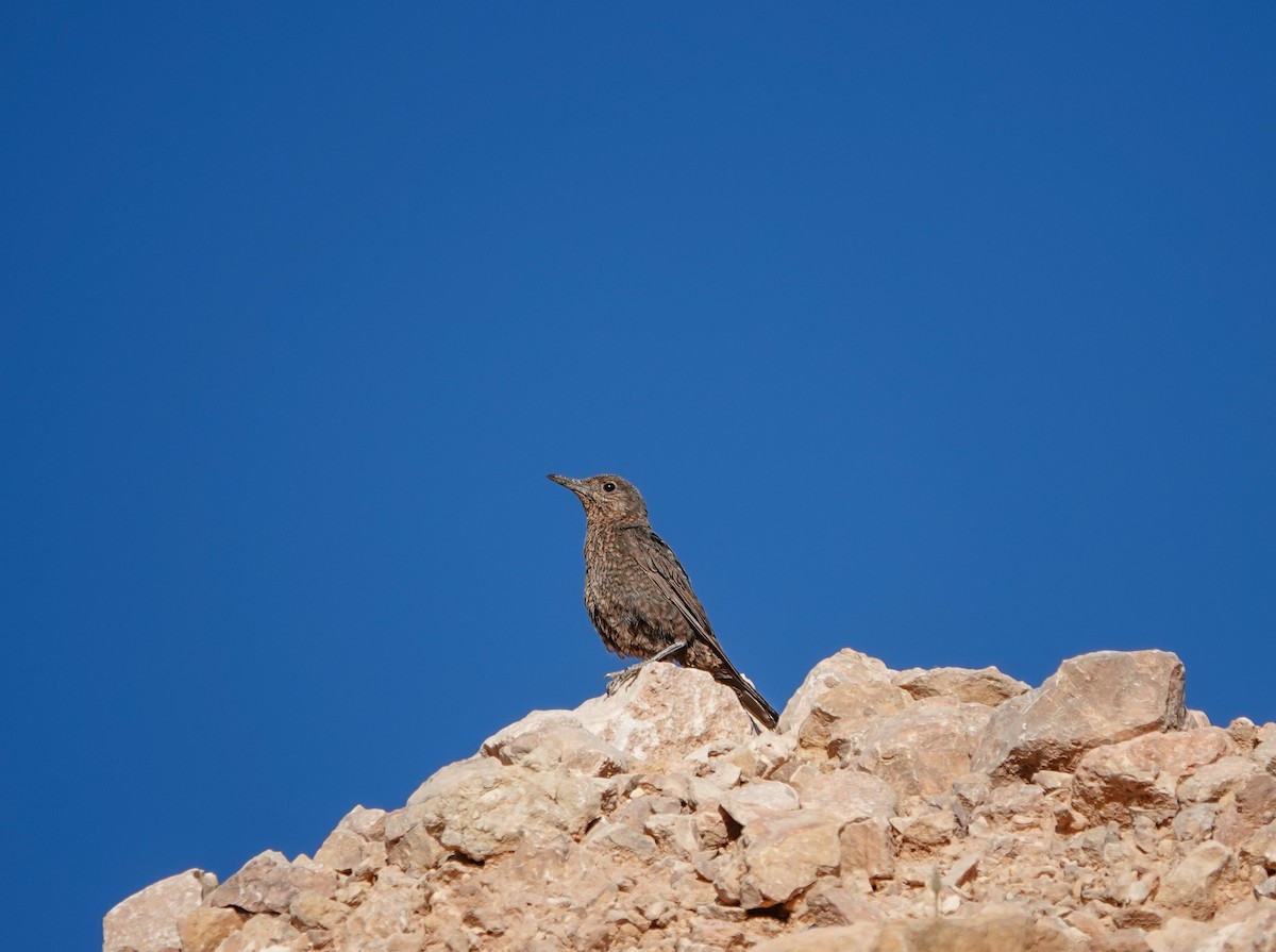 Blue Rock-Thrush - ML620299692