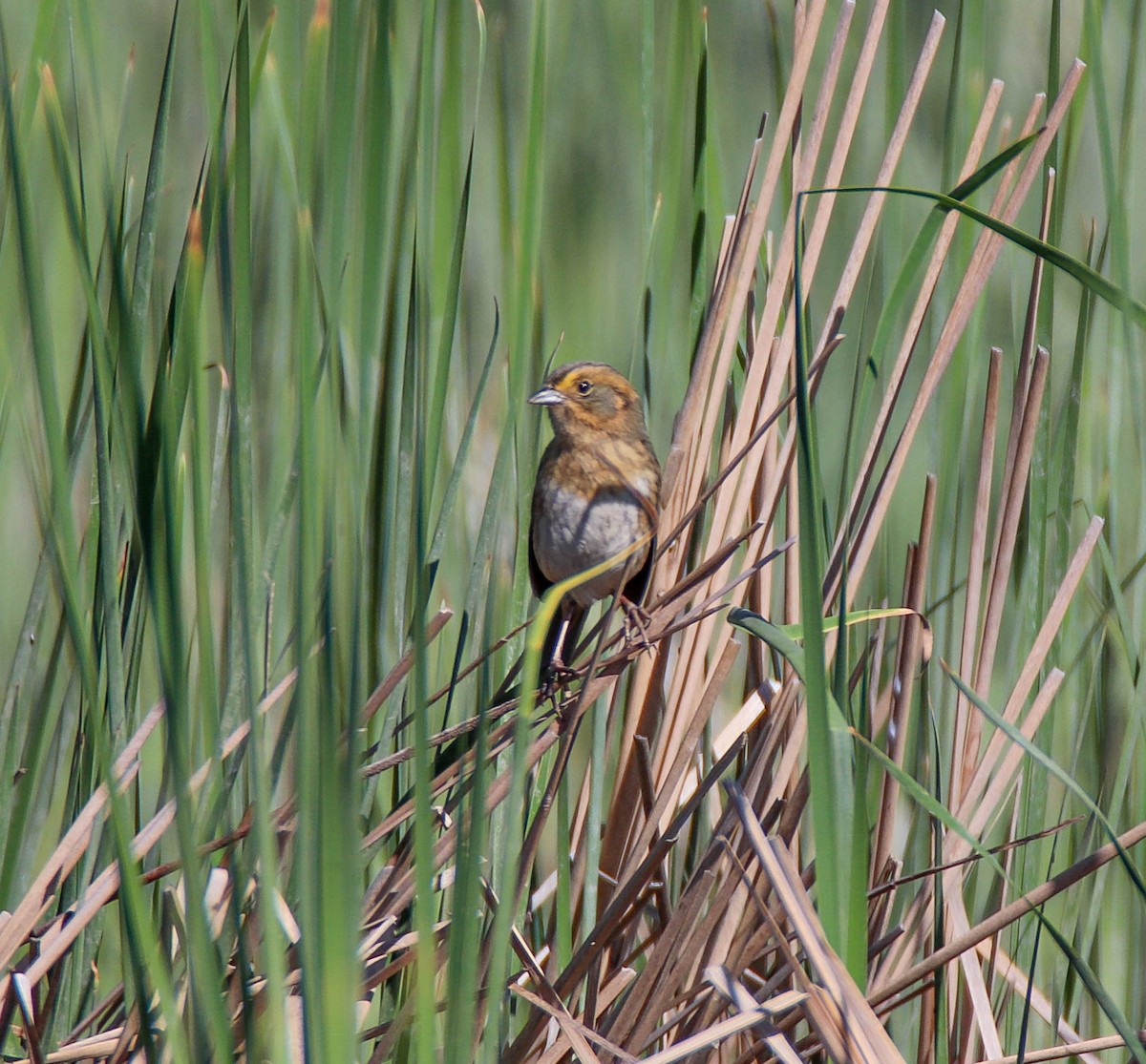 Nelson's Sparrow - ML620299697