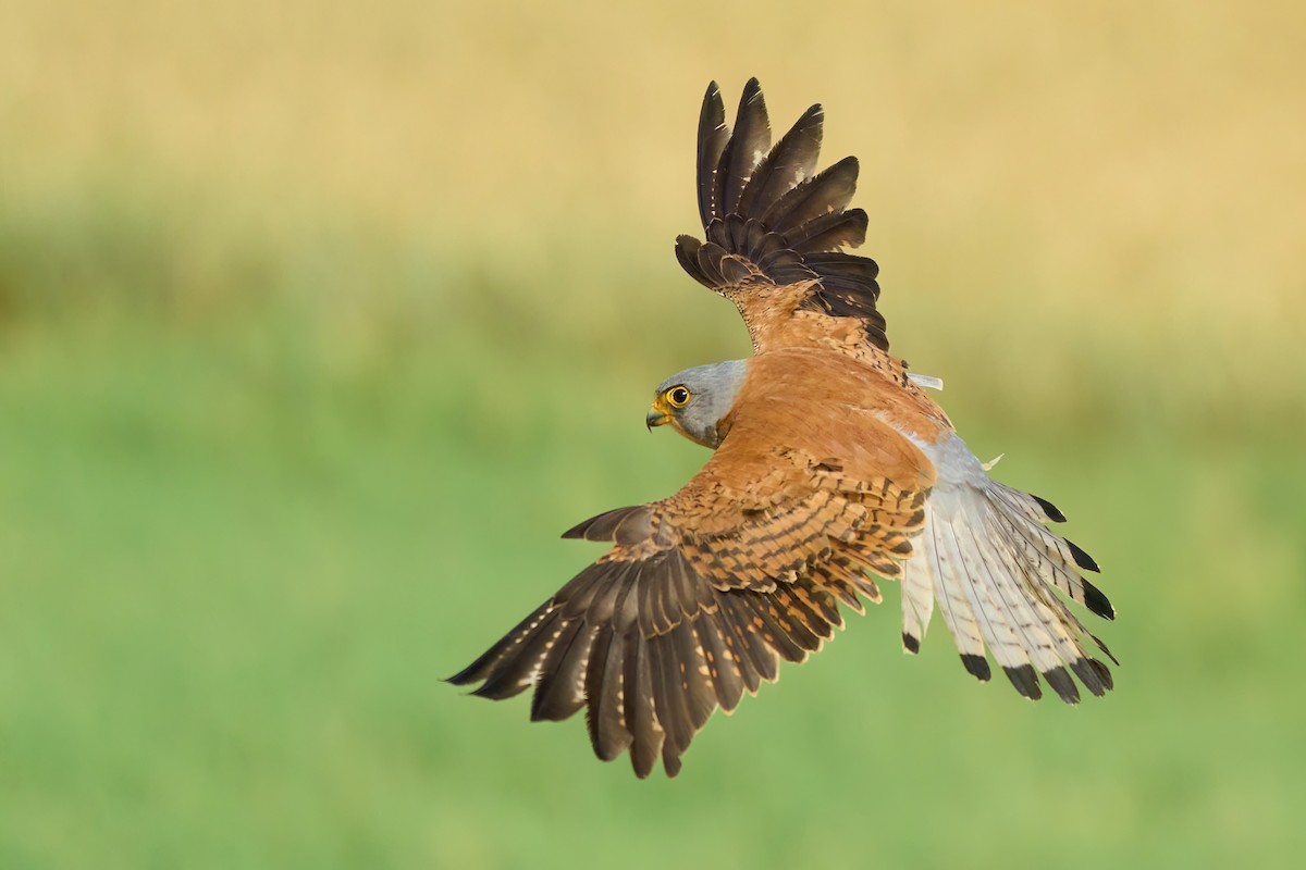 Lesser Kestrel - ML620299704