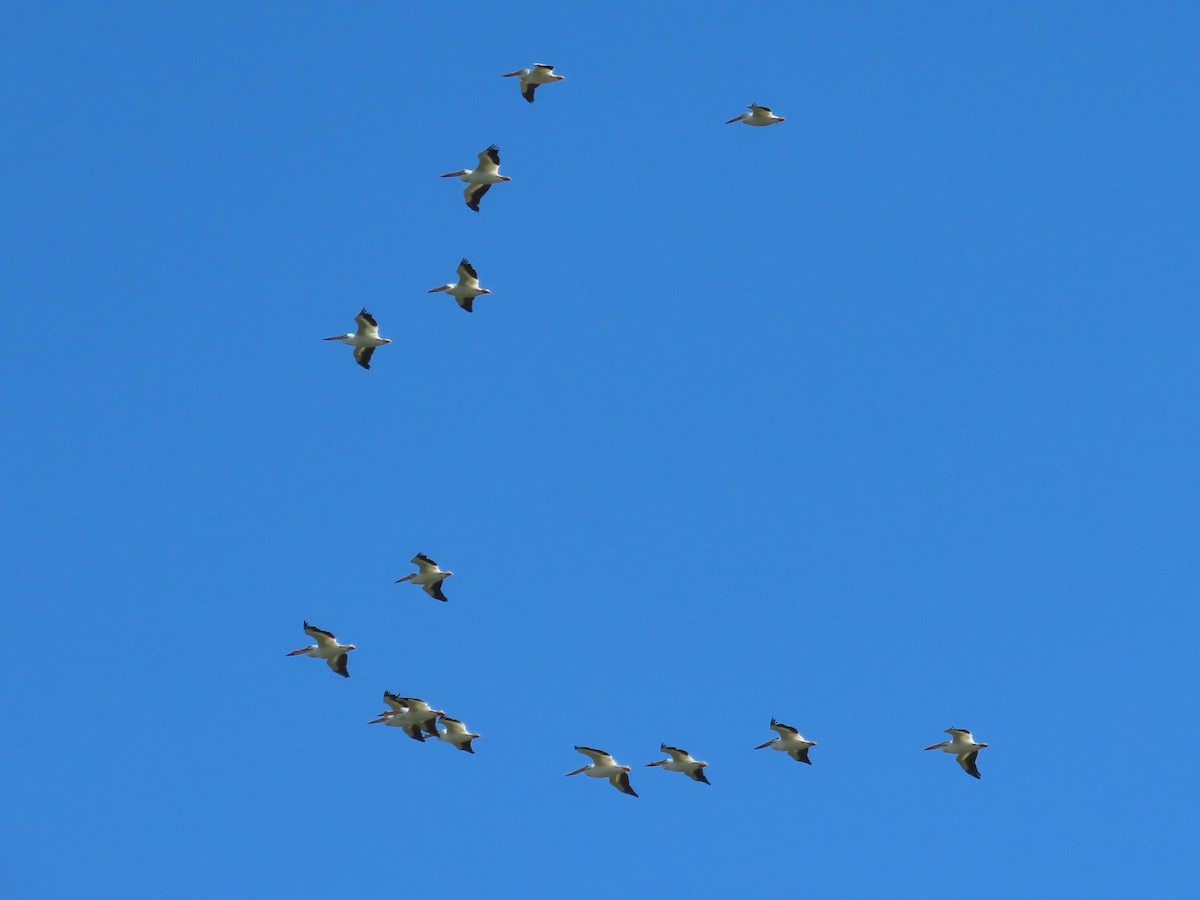 American White Pelican - ML620299705