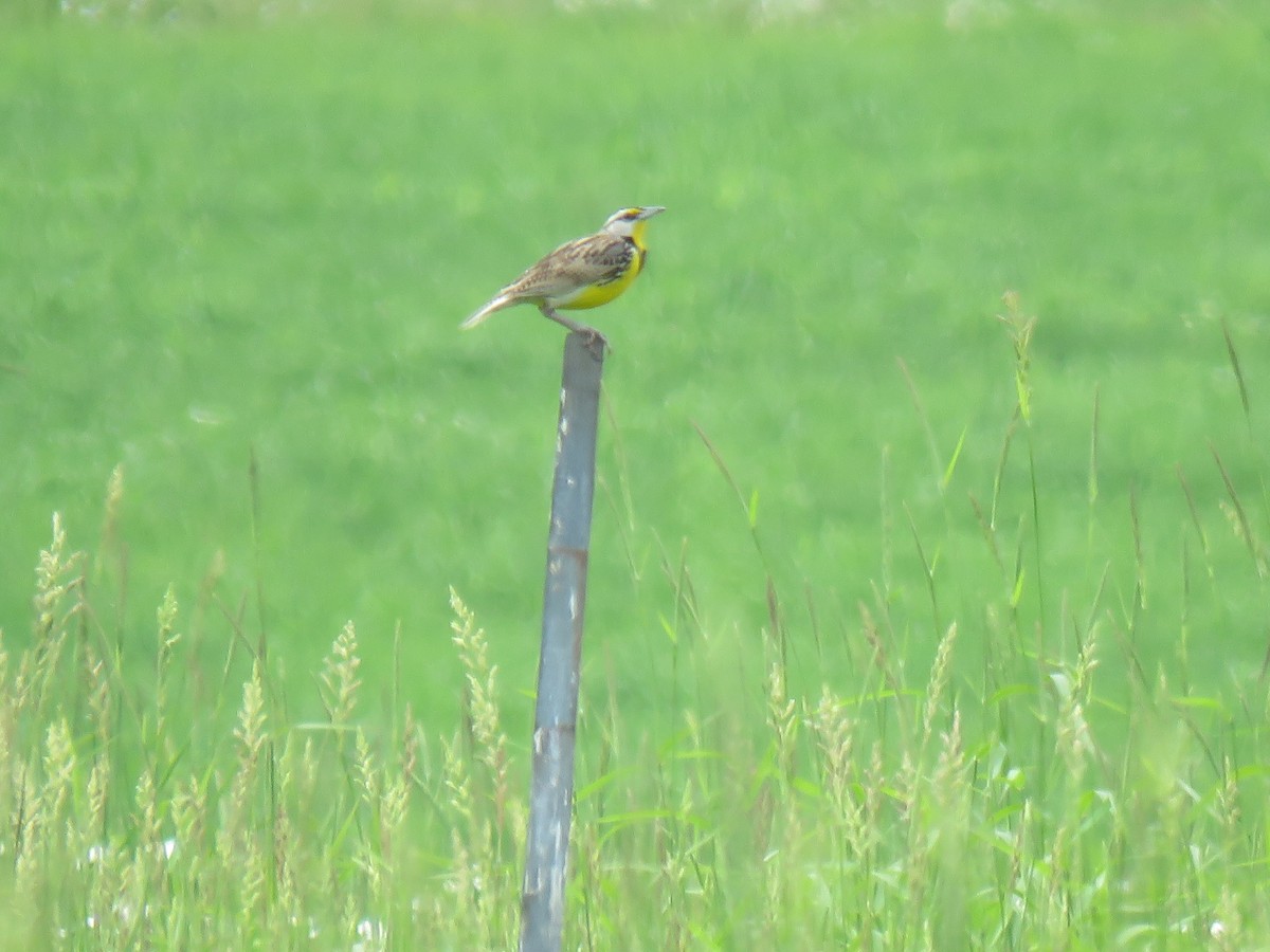 Eastern Meadowlark - ML620299706