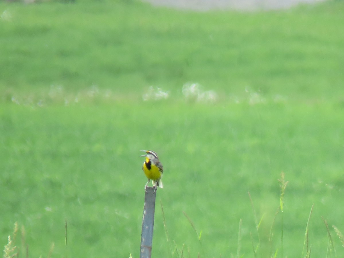 Eastern Meadowlark - ML620299707