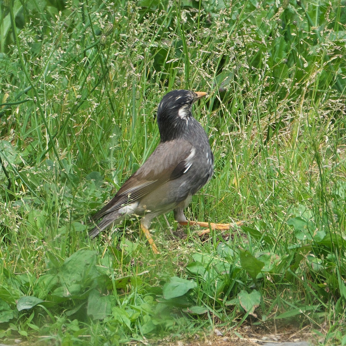 White-cheeked Starling - ML620299711