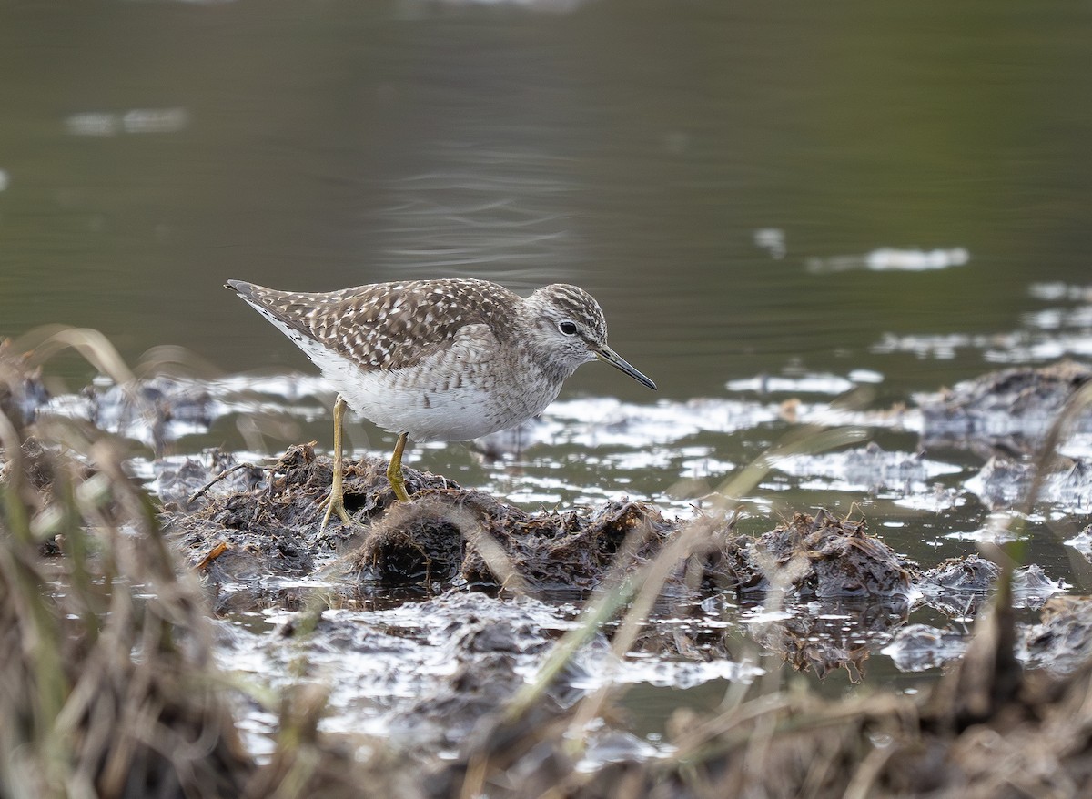 Wood Sandpiper - ML620299715