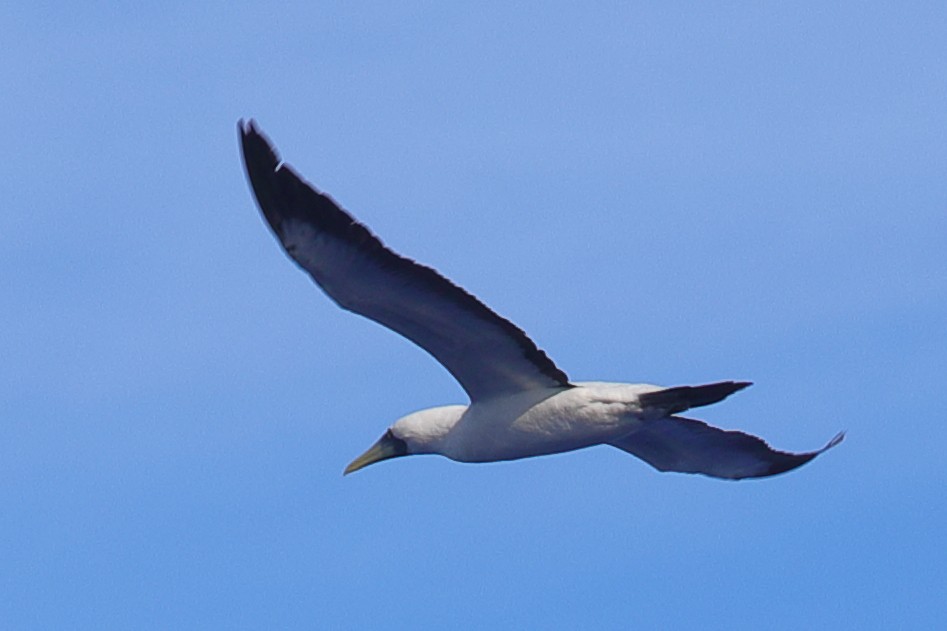 Masked Booby - ML620299720