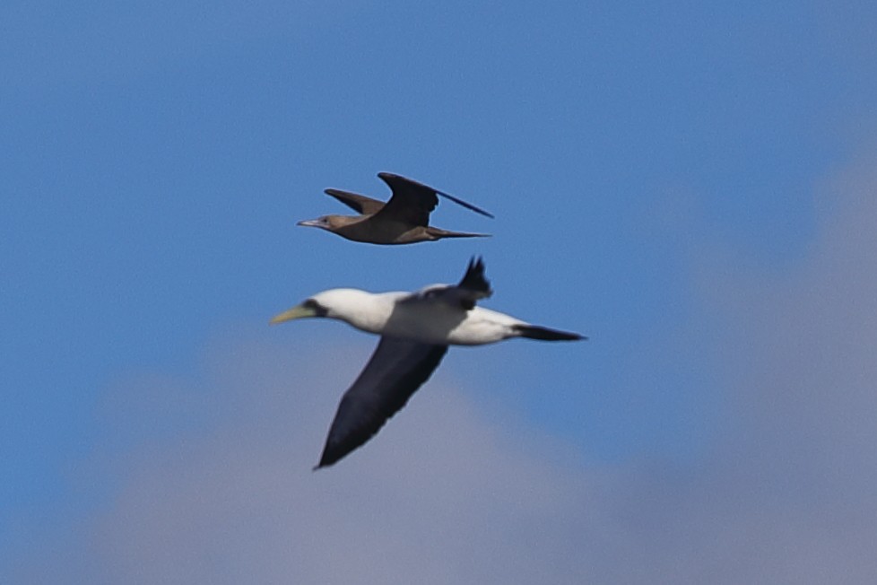 Masked Booby - ML620299721