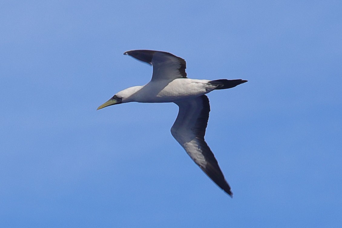 Masked Booby - ML620299722