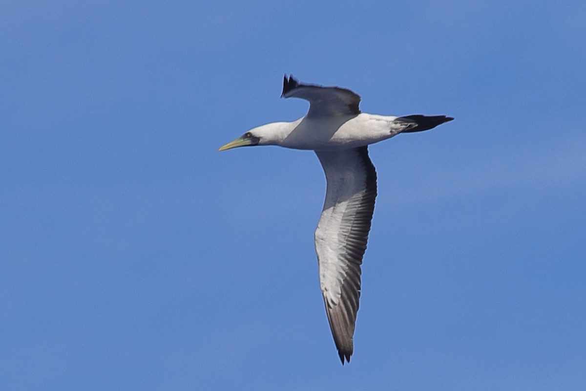 Masked Booby - ML620299723