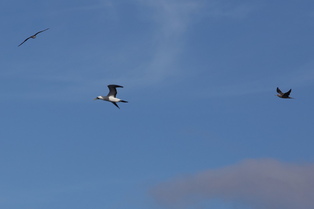 Masked Booby - ML620299724