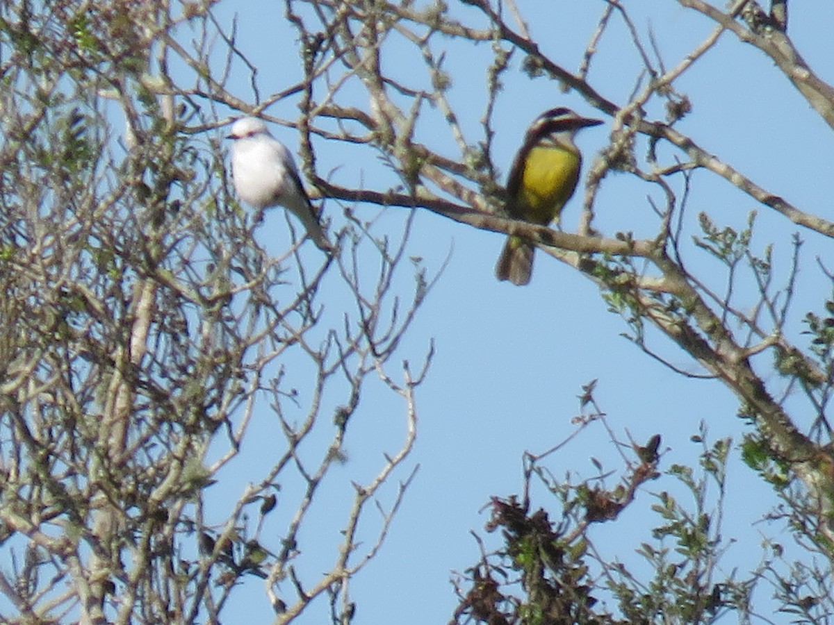 Great Kiskadee - ML620299725