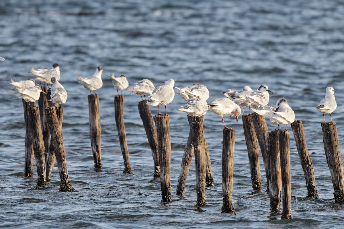 Black-headed Gull - ML620299726