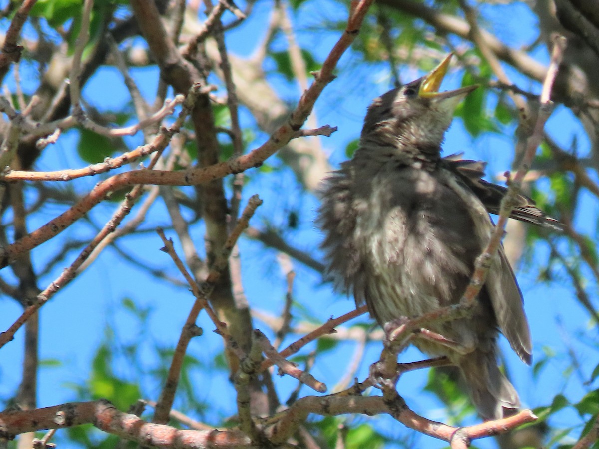 European Starling - ML620299728