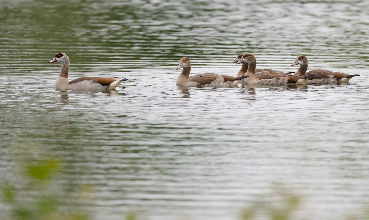 Egyptian Goose - ML620299730