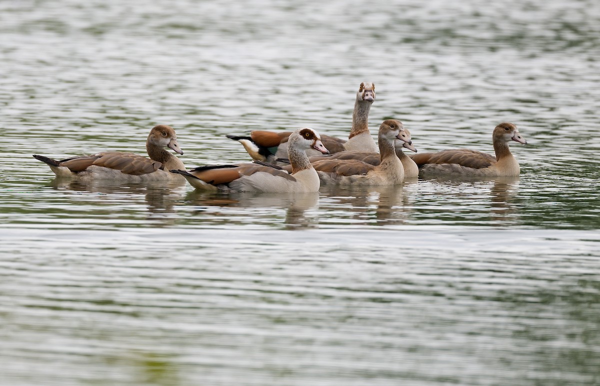 Egyptian Goose - ML620299731