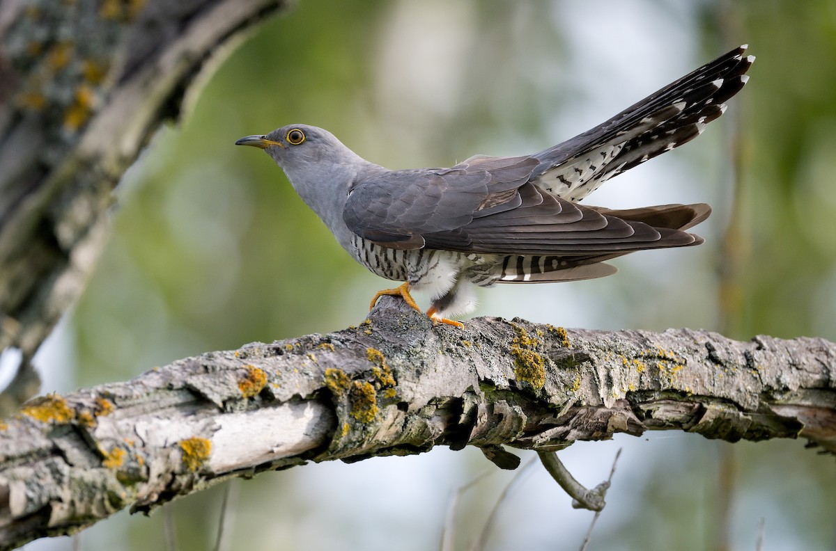 Common Cuckoo - ML620299732