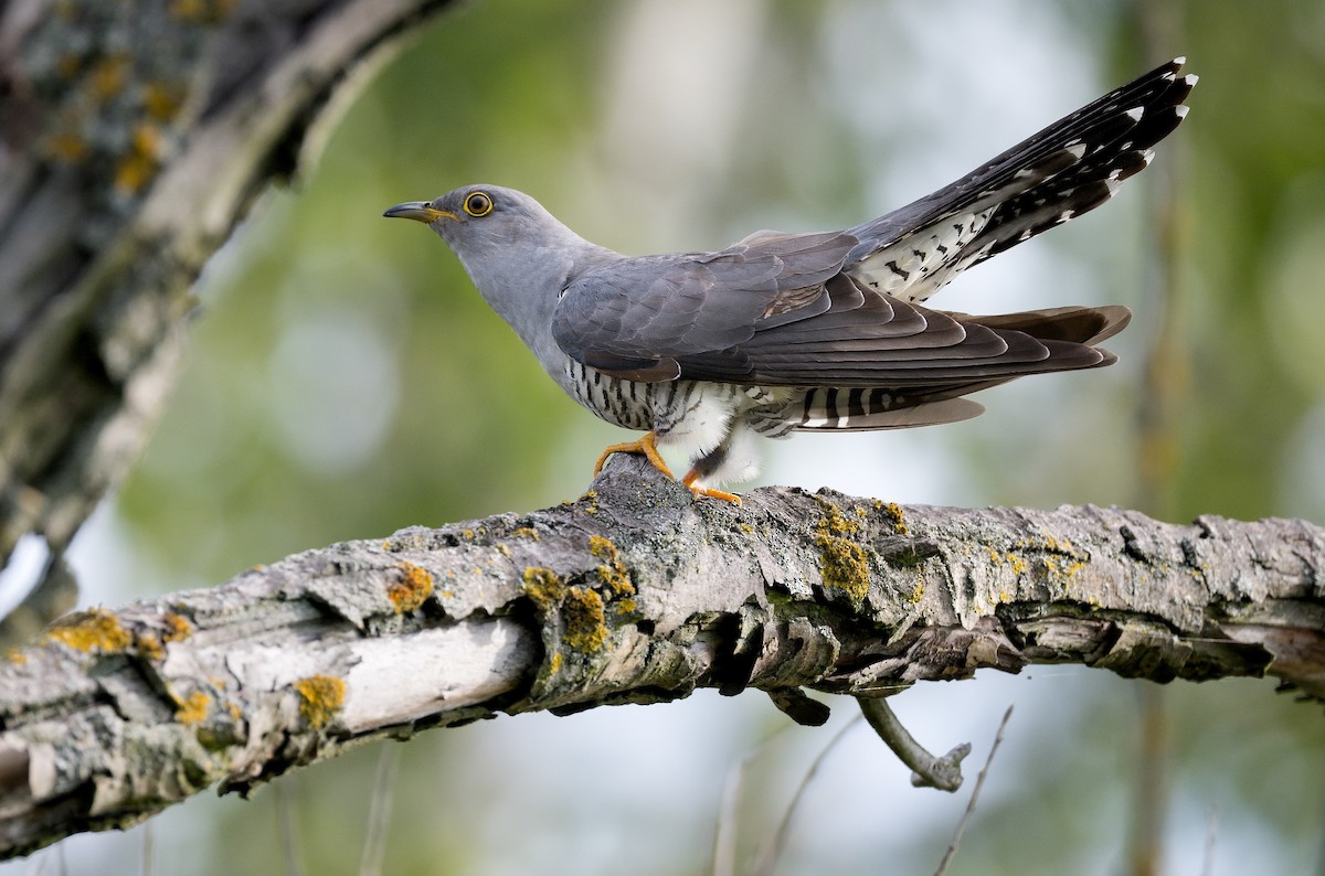 Common Cuckoo - ML620299733