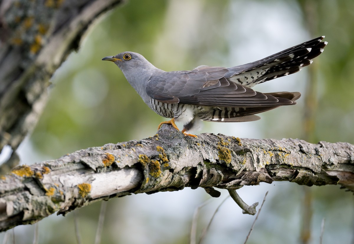 Common Cuckoo - ML620299734