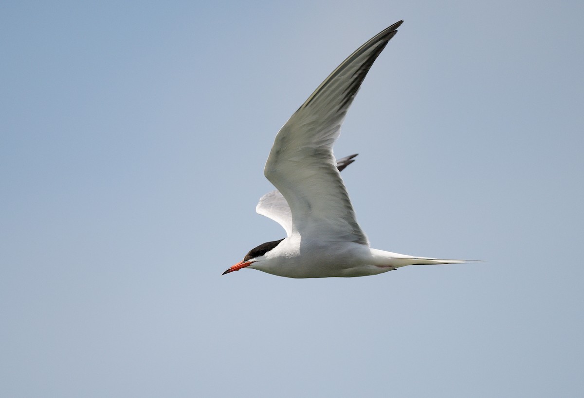 Common Tern - ML620299735