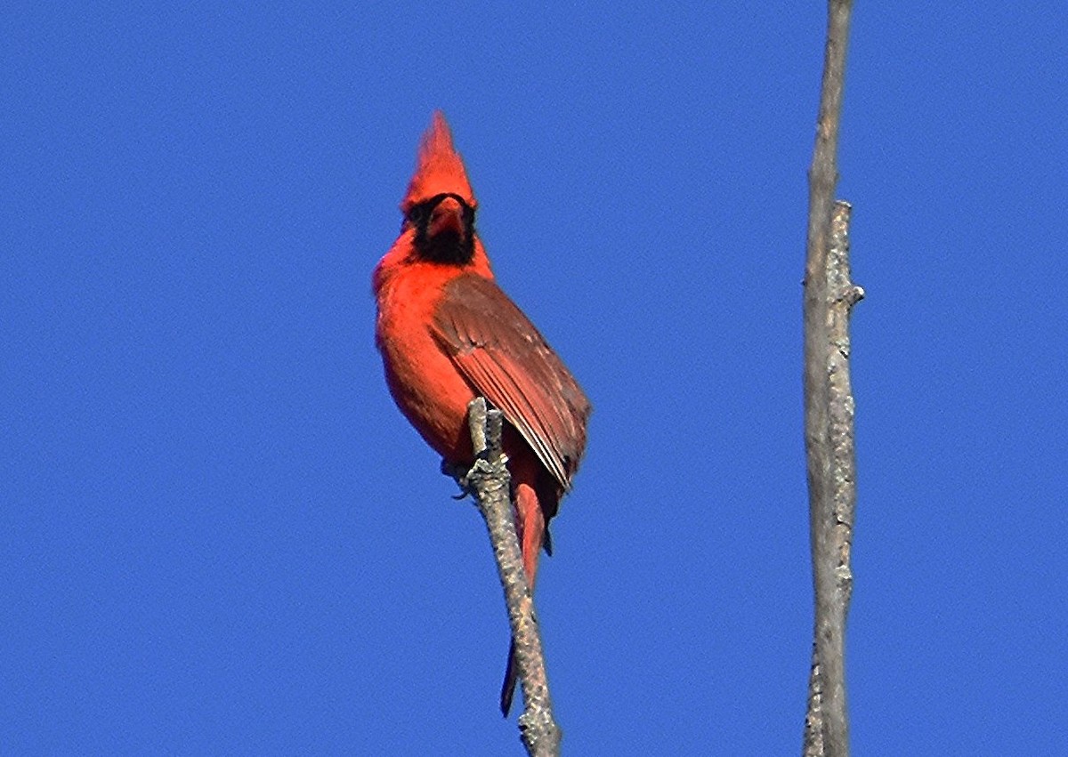 Cardinal rouge - ML620299736