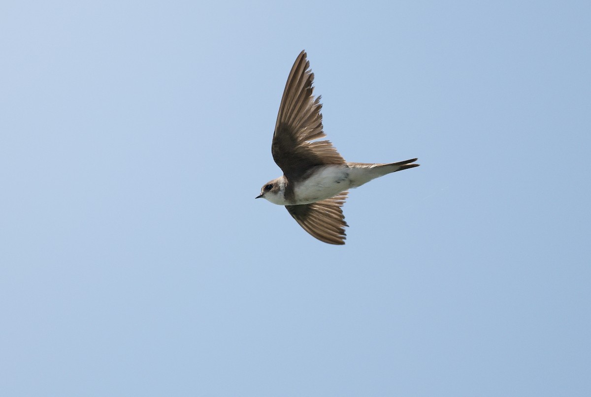 Bank Swallow - ML620299737