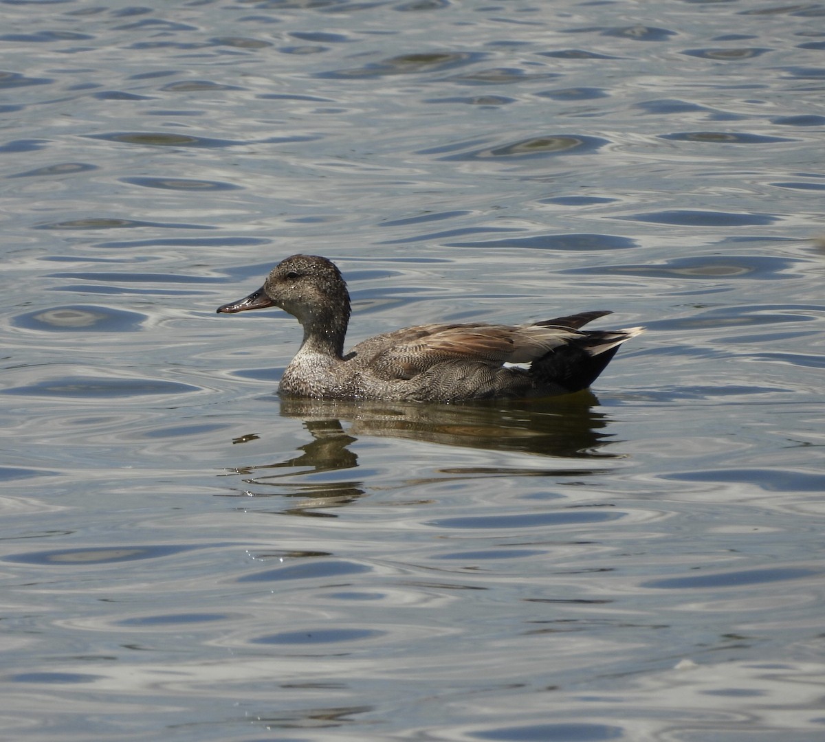 Gadwall - ML620299738