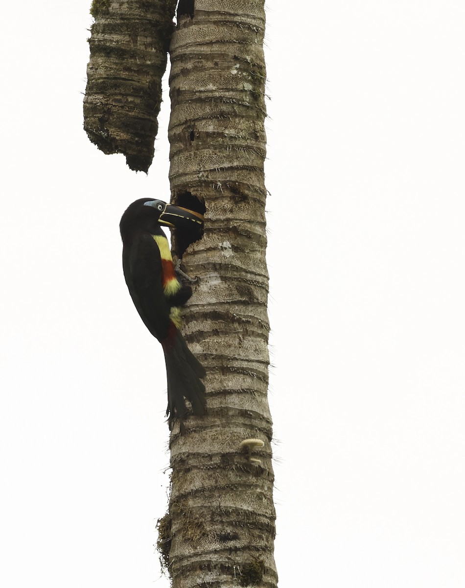 Chestnut-eared Aracari - ML620299742