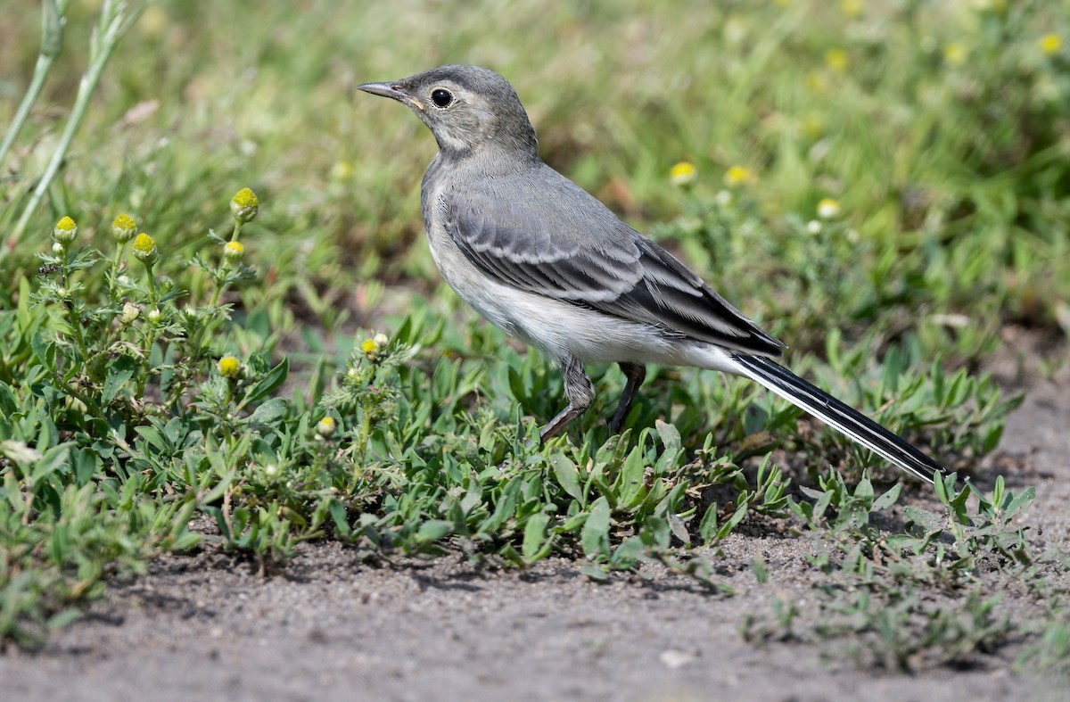 White Wagtail - ML620299745